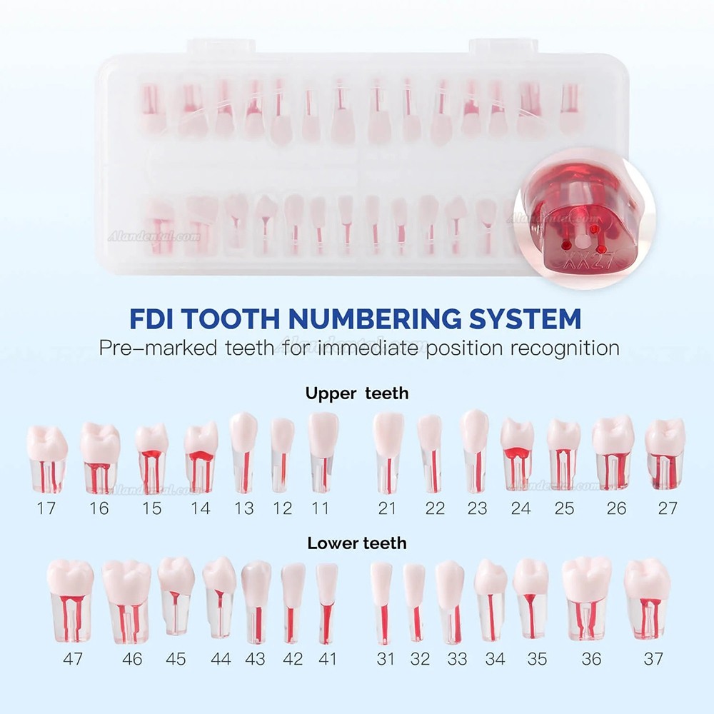 28pcs/Set Dental Typodont Teeth, Root Canal Practice Model